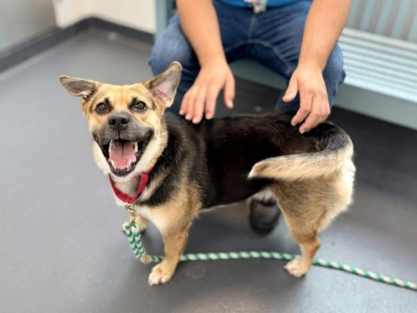 Enlarge Darla, a Adoptable mixed breed in New York, NY image 1/1