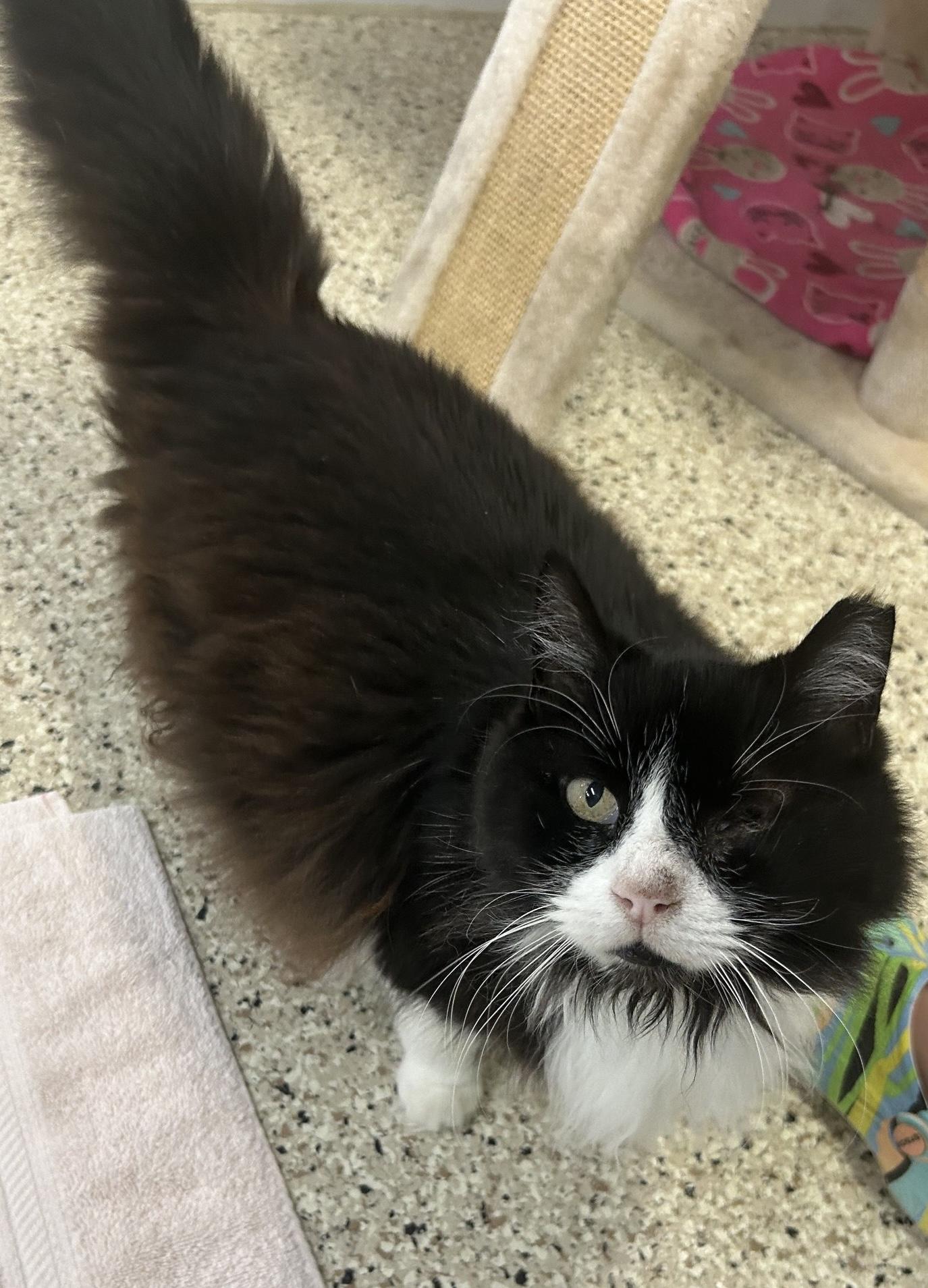 Enlarge Grandpa Fluffy, a ADOPTABLE Domestic Medium Hair in New Port Richey, FL image 1/2
