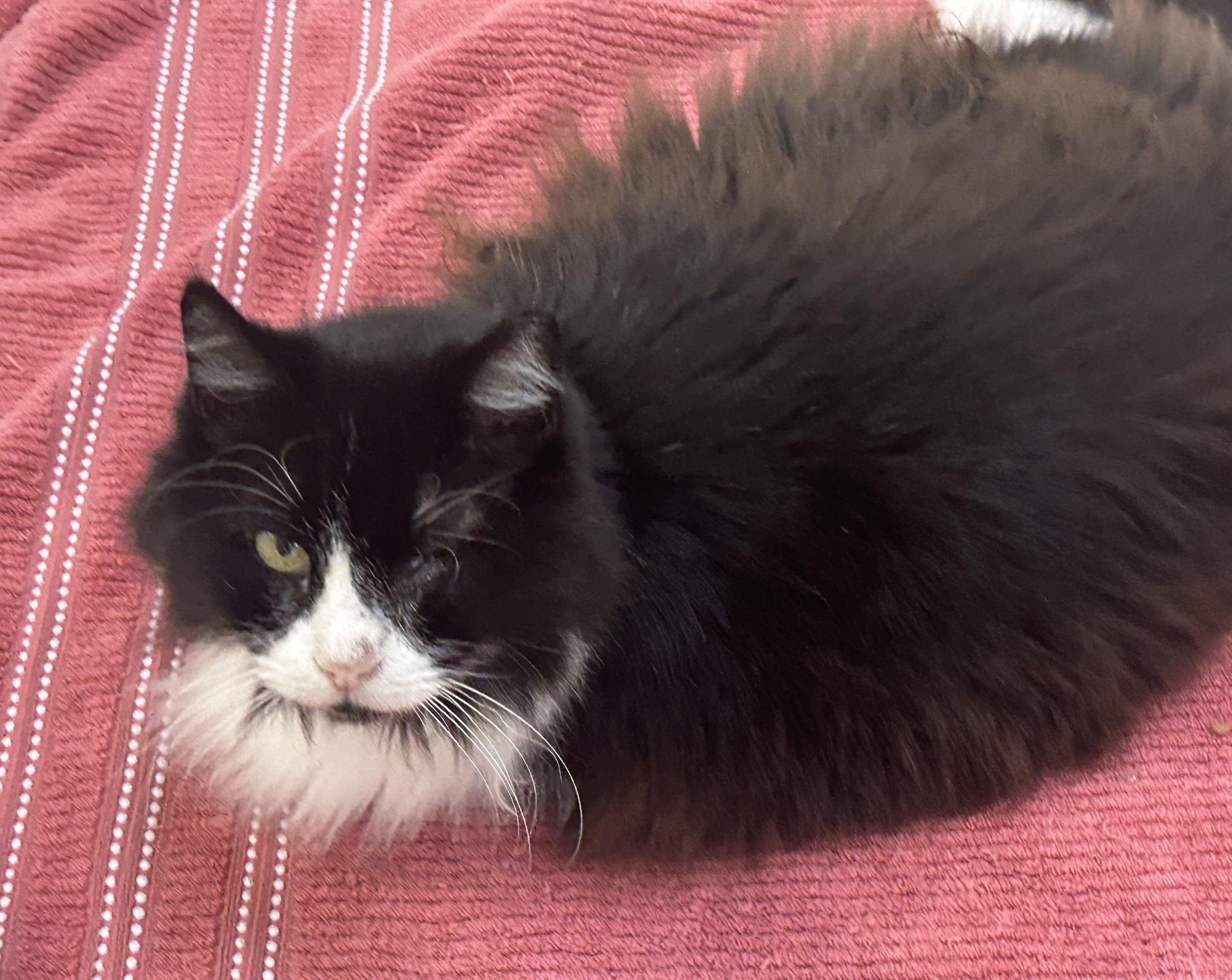 Enlarge Grandpa Fluffy, a ADOPTABLE Domestic Medium Hair in New Port Richey, FL image 2/2