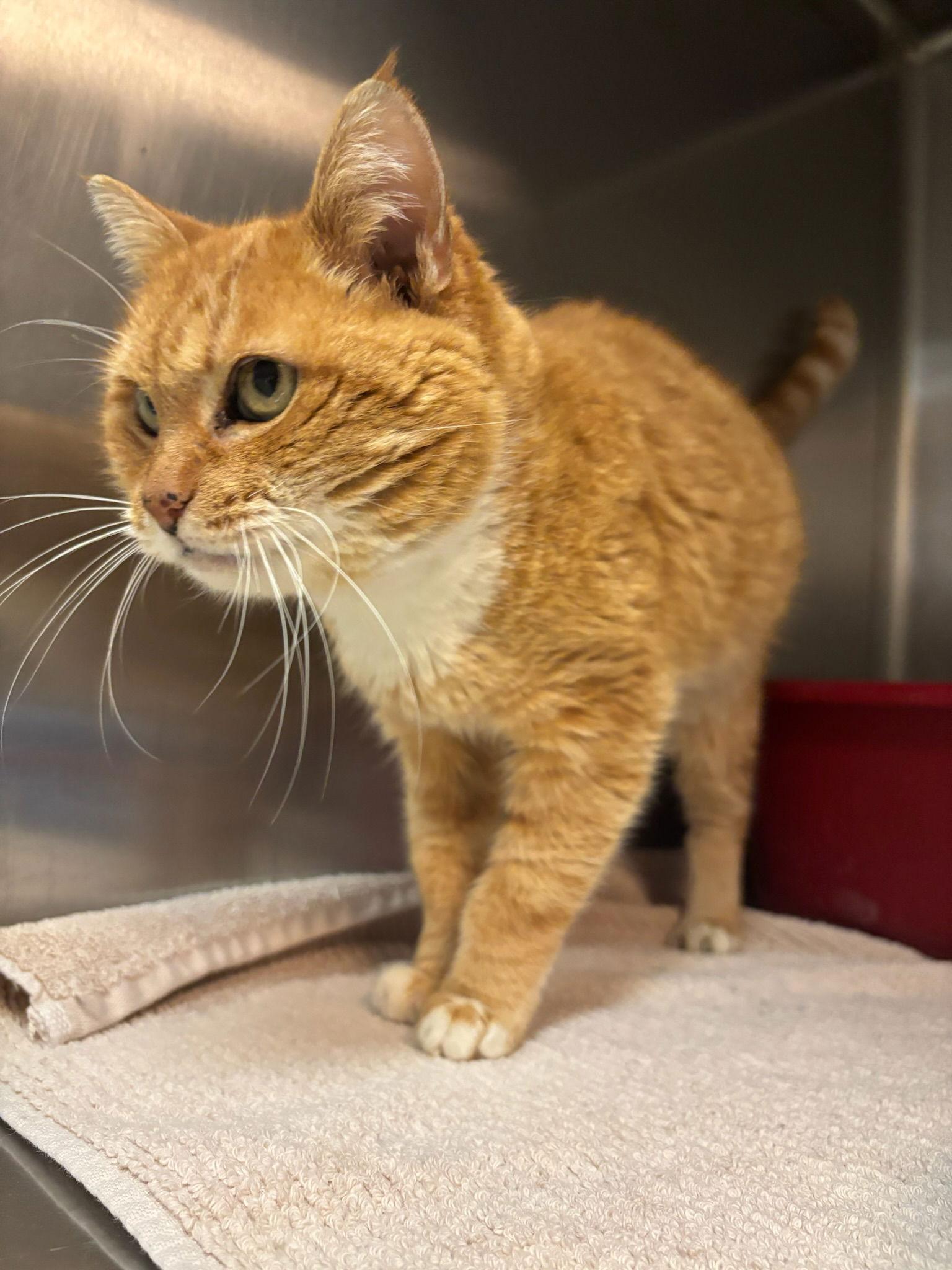 Lasagna, Adoptable, Young Female Domestic Short Hair.