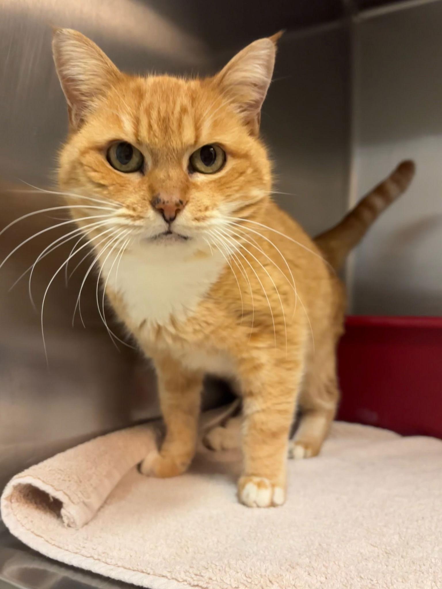 Enlarge Lasagna, a Adoptable Domestic Short Hair in Hopewell, VA image 2/2