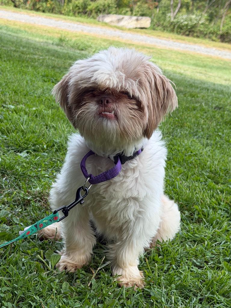 Enlarge Princeton, a Adoptable mixed breed in Hyde Park, NY image 2/4
