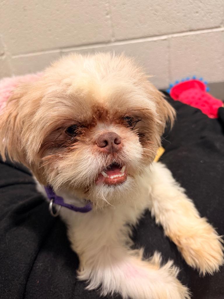 Enlarge Princeton, a Adoptable mixed breed in Hyde Park, NY image 3/4