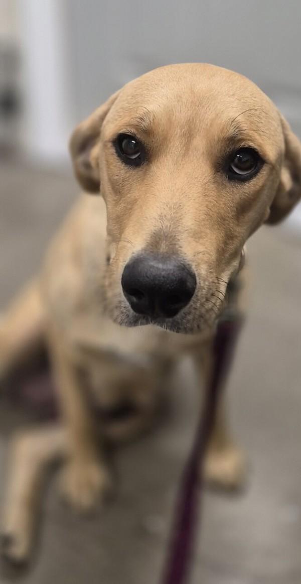Jasmine, Adoptable, Young Female Labrador Retriever & Pit Bull Terrier.