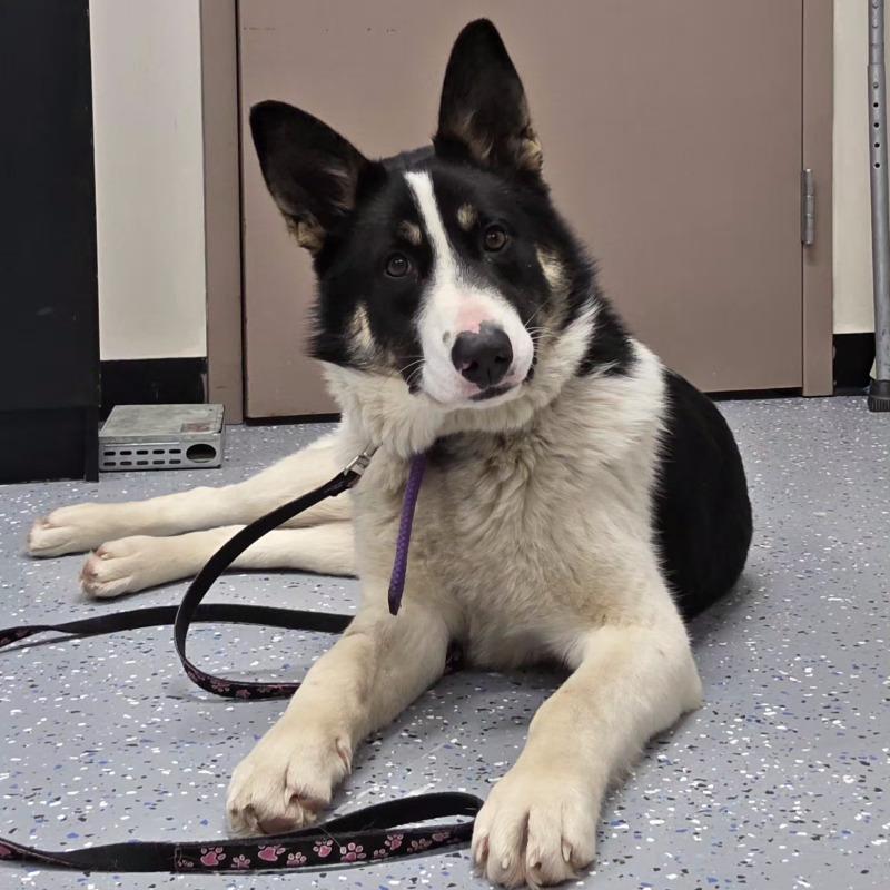 Enlarge Lyra (lee-ruh), a Adoptable mixed breed in Yankton, SD image 1/5