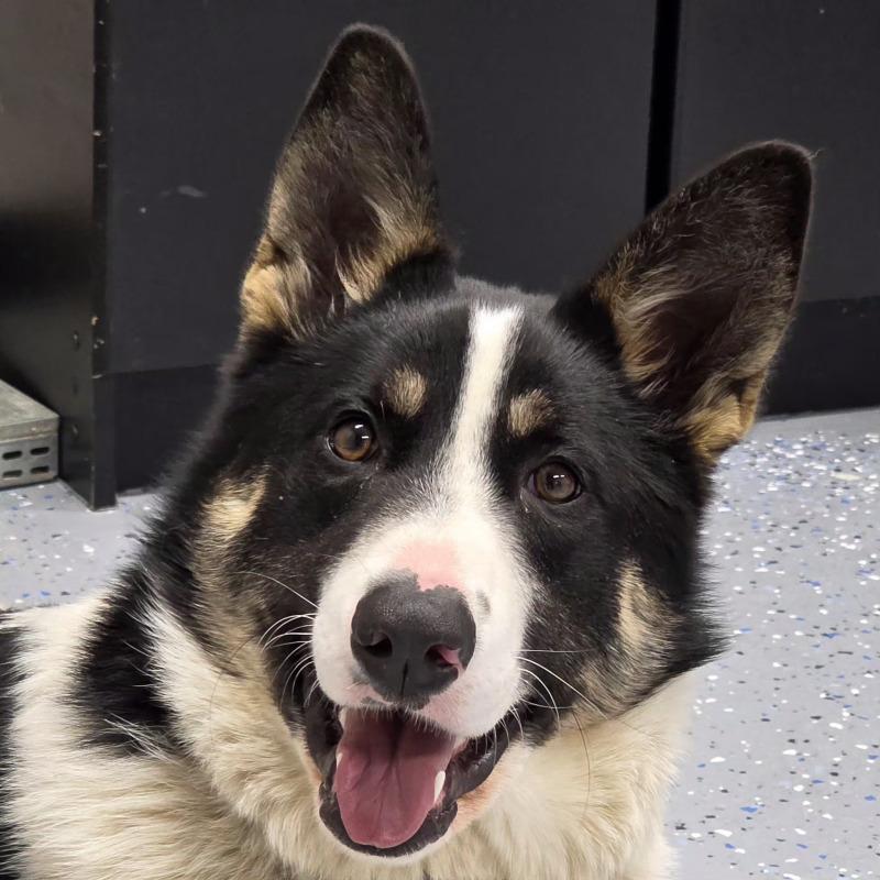 Enlarge Lyra (lee-ruh), a Adoptable mixed breed in Yankton, SD image 2/5