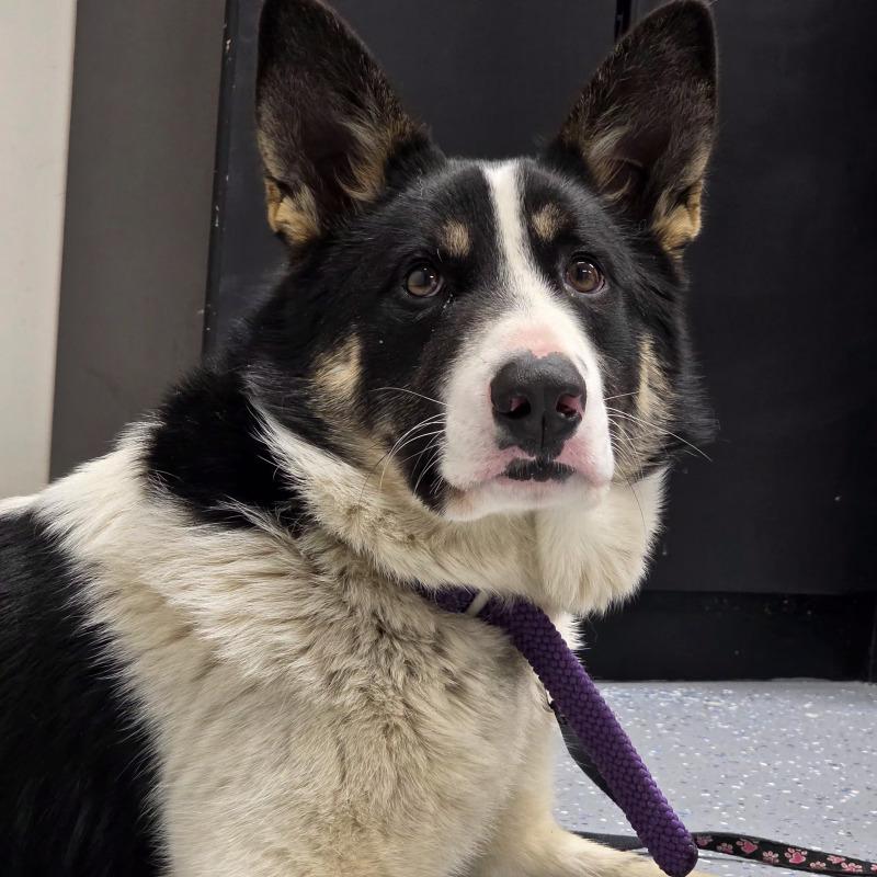 Enlarge Lyra (lee-ruh), a Adoptable mixed breed in Yankton, SD image 3/5