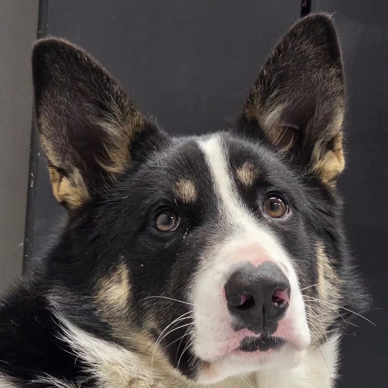 Enlarge Lyra (lee-ruh), a Adoptable mixed breed in Yankton, SD image 5/5