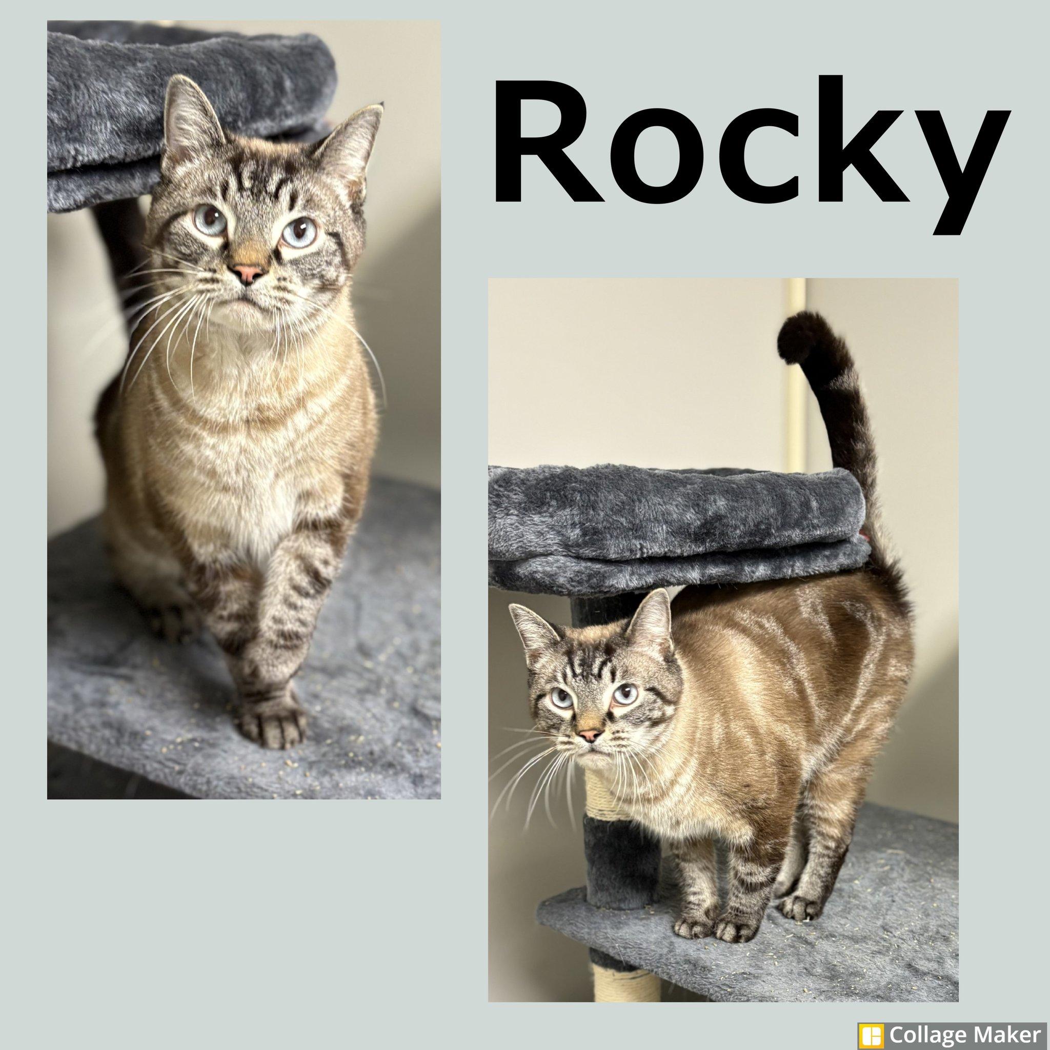 Rocky, Adult Male Siamese