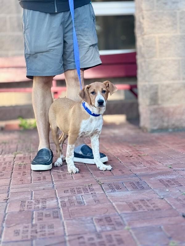 Enlarge Mike Sherm, a Adoptable mixed breed in Wooster, OH image 1/1