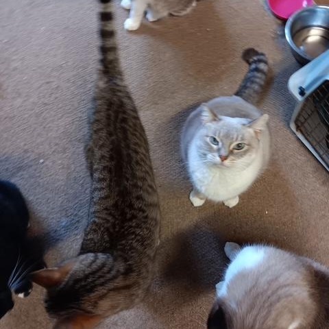 Blanca [Garden, Shop, Warehouse or Office Cat]