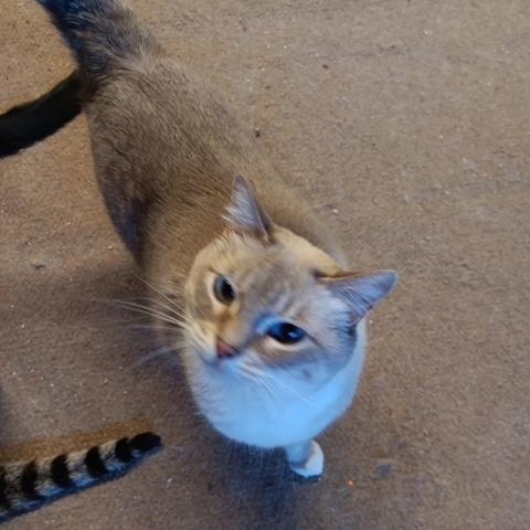 Blanca [Garden, Shop, Warehouse or Office Cat]