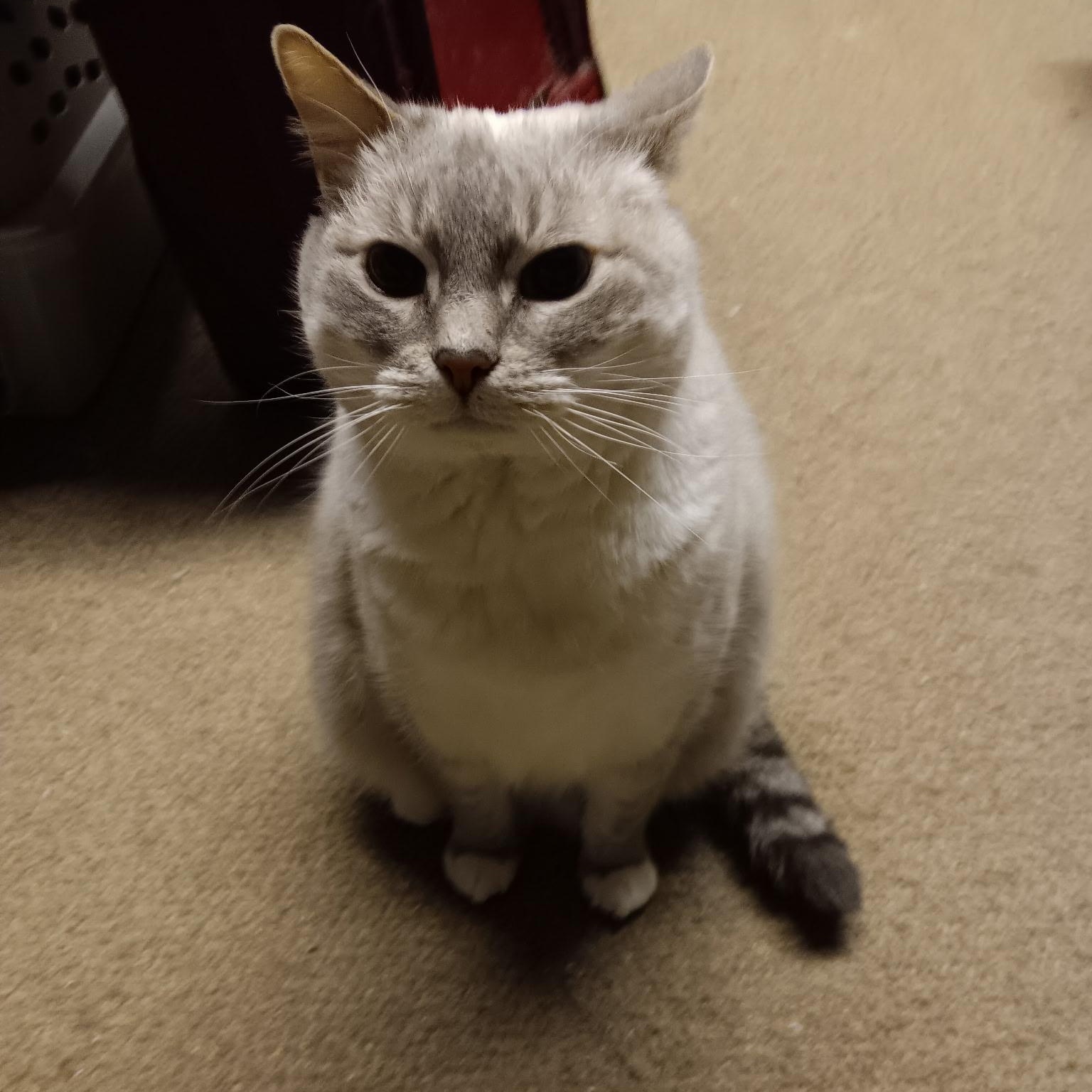 Enlarge Blanca [Garden, Shop, Warehouse or Office Cat], a Adoptable mixed breed in Benicia, CA image 3/5