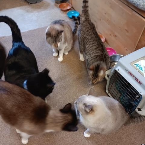 Blanca [Garden, Shop, Warehouse or Office Cat]