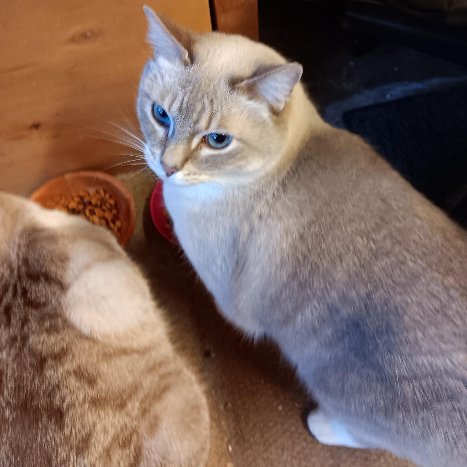 Enlarge Blanca [Garden, Shop, Warehouse or Office Cat], a Adoptable mixed breed in Benicia, CA image 4/5