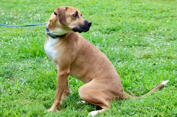 Enlarge KOVU, an adopted Mixed Breed in Brazil, IN image 2/3