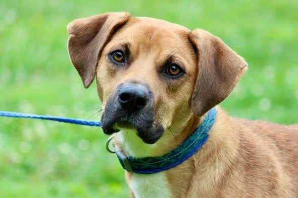 Enlarge KOVU, an adopted Mixed Breed in Brazil, IN image 1/3