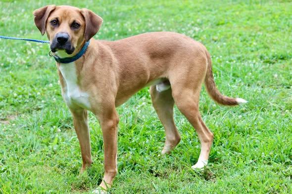 Enlarge KOVU, an adopted Mixed Breed in Brazil, IN image 3/3