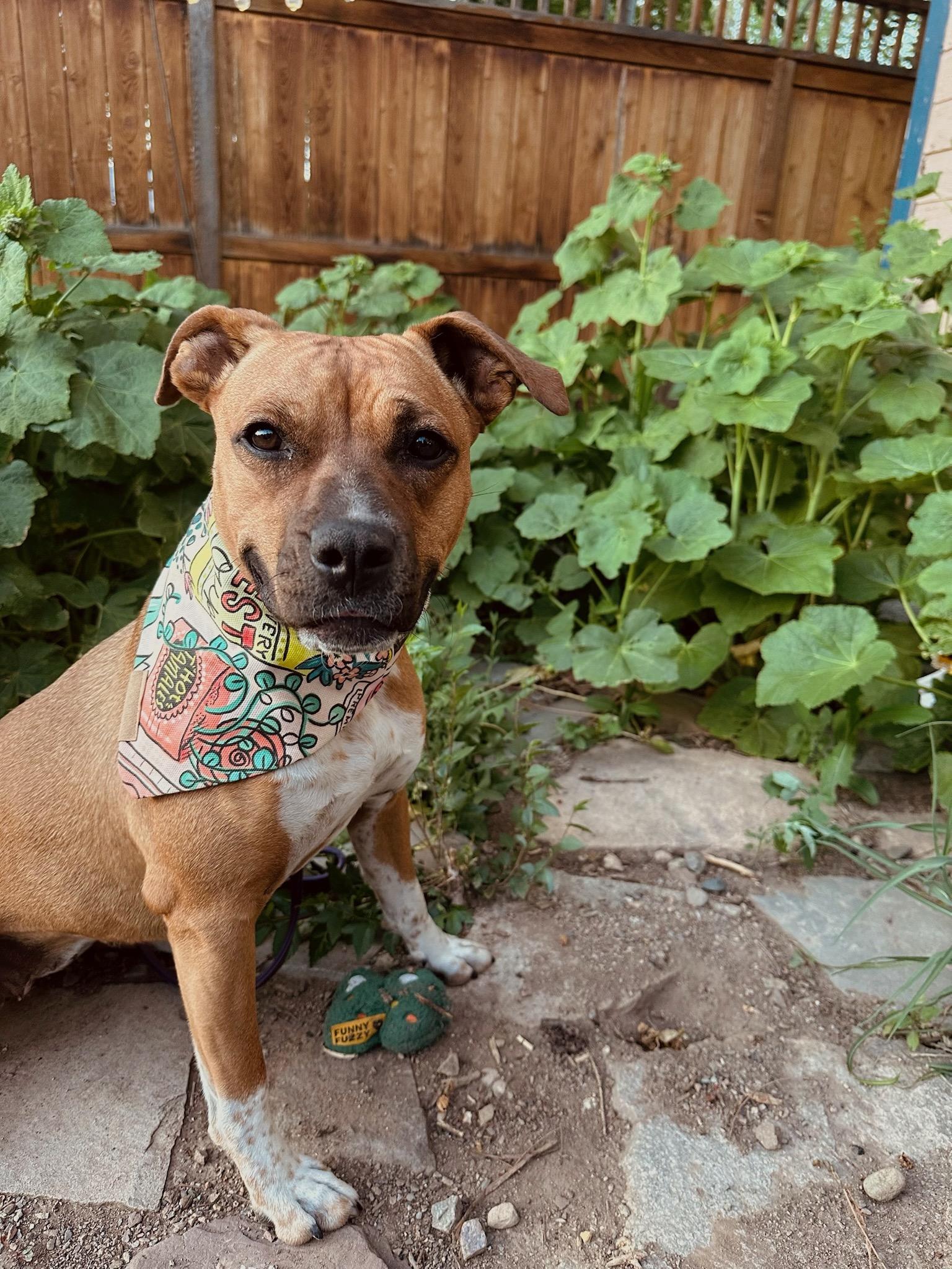 Enlarge Poppy, a ADOPTABLE mixed breed in Durango, CO image 4/6