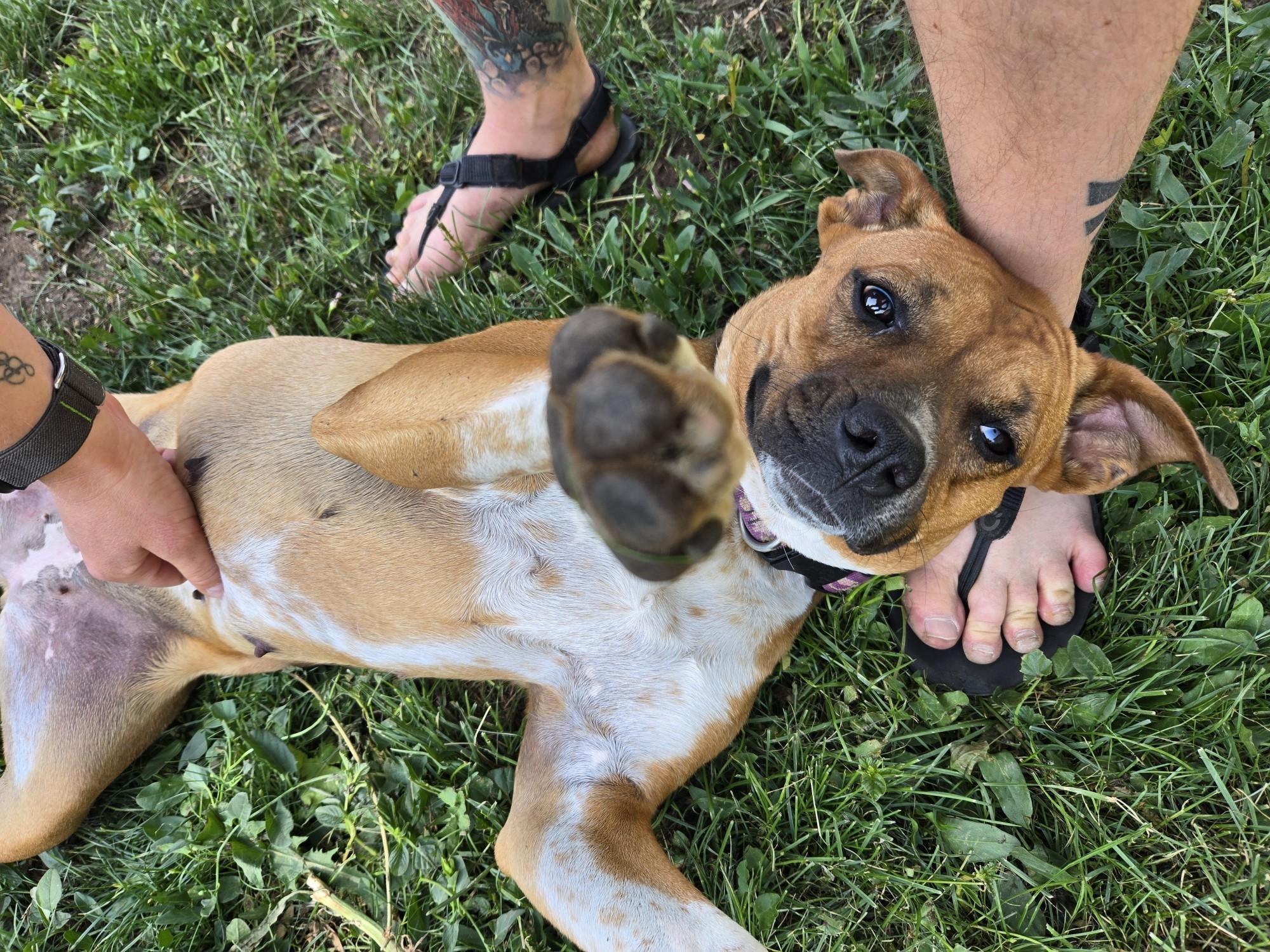 Enlarge Poppy, a ADOPTABLE mixed breed in Durango, CO image 2/6