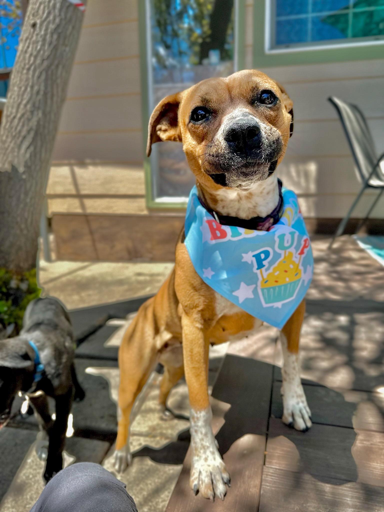 Poppy, ADOPTABLE, Adult Female Boxer.