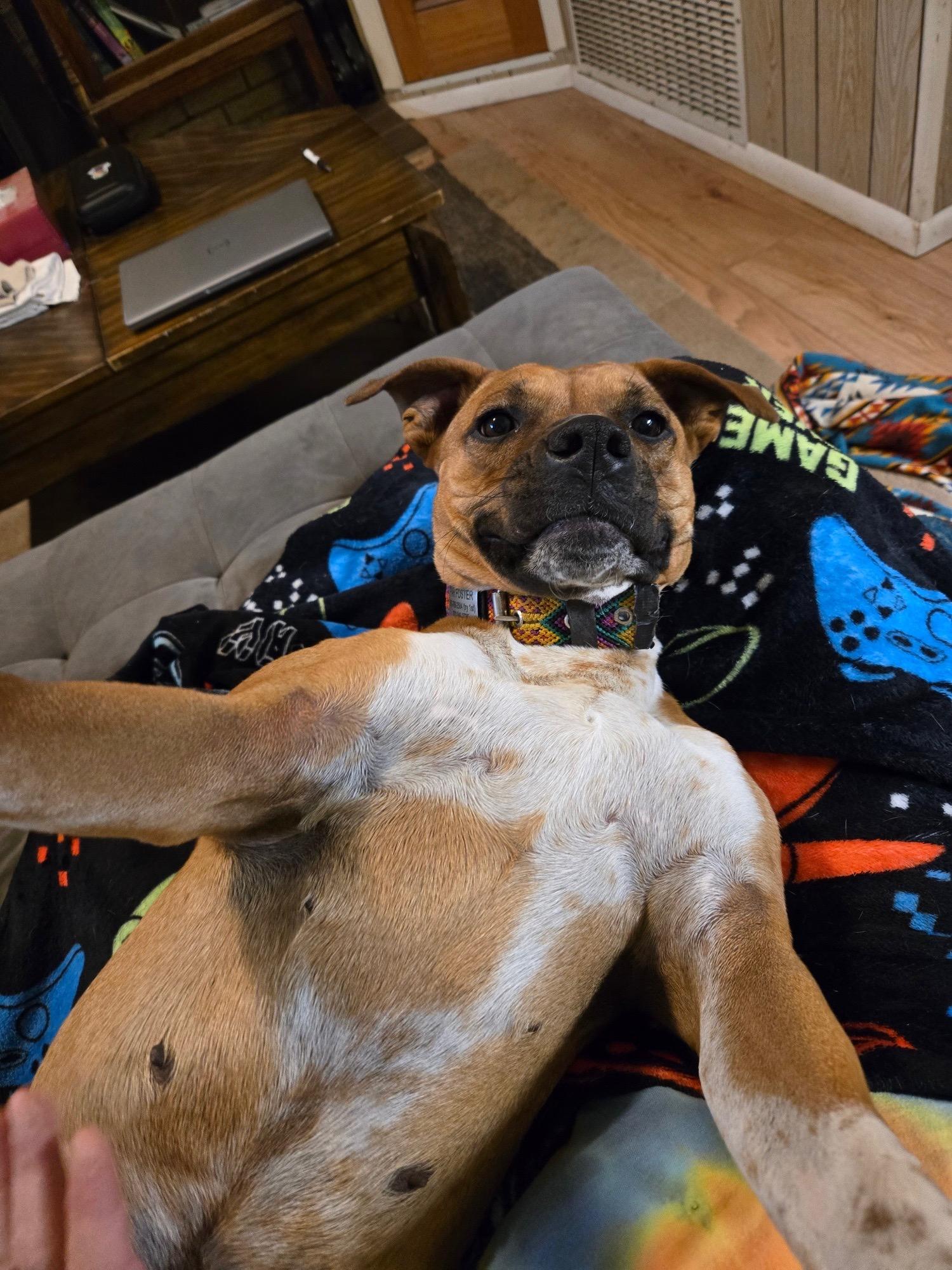 Enlarge Poppy, a ADOPTABLE mixed breed in Durango, CO image 6/6