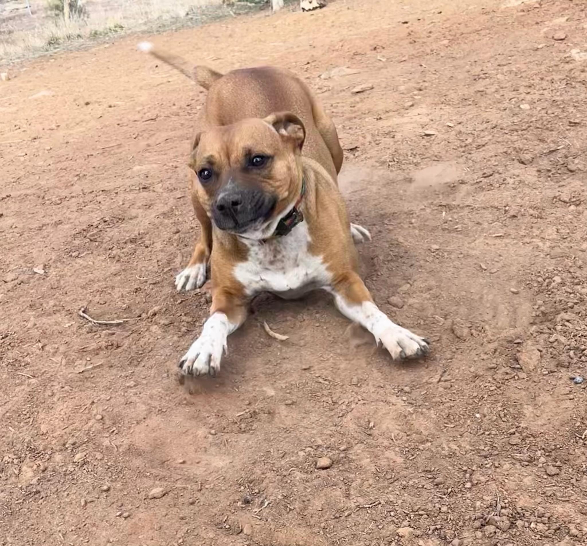 Enlarge Poppy, a ADOPTABLE mixed breed in Durango, CO image 5/6