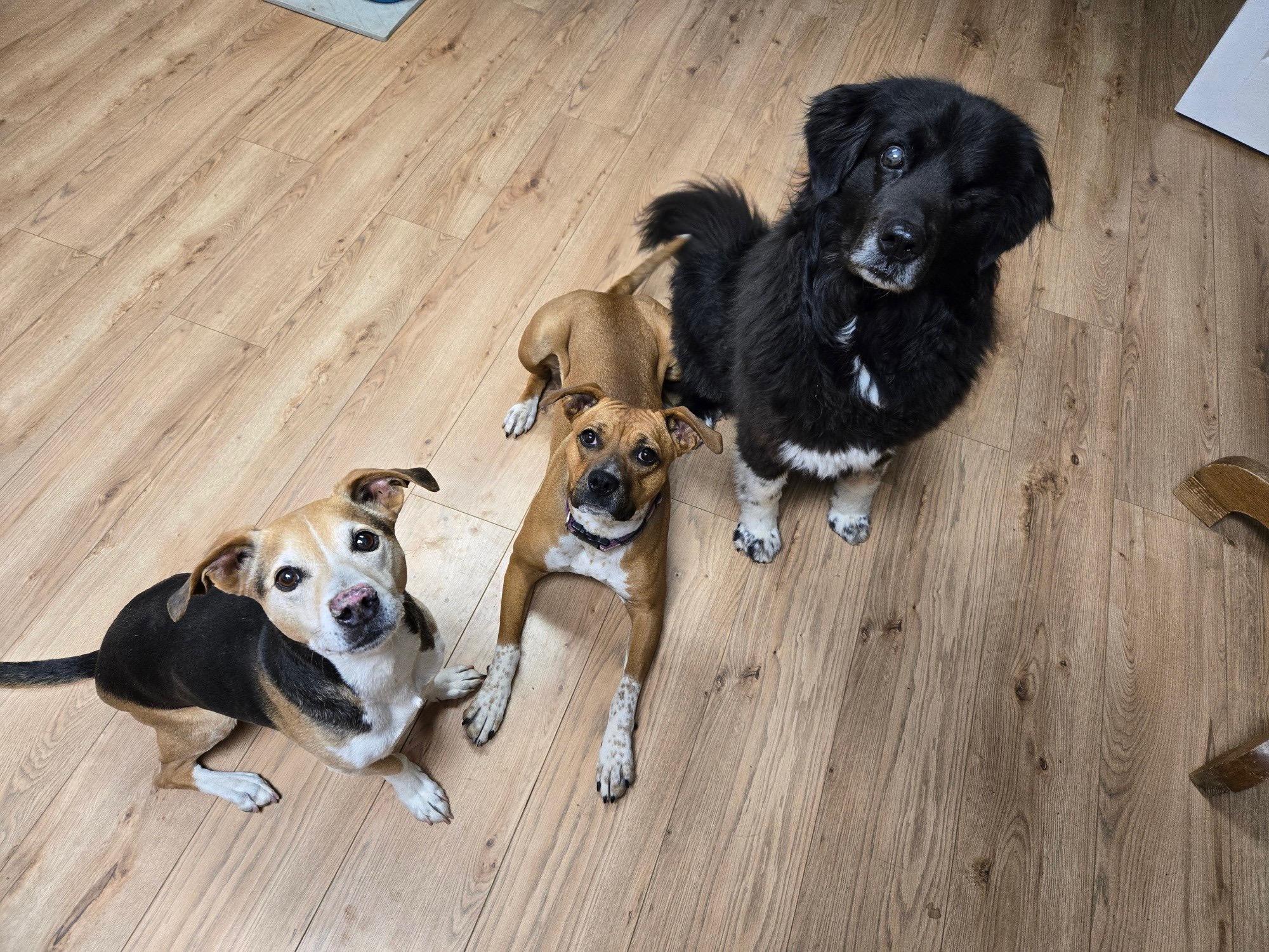 Enlarge Poppy, a ADOPTABLE mixed breed in Durango, CO image 3/6