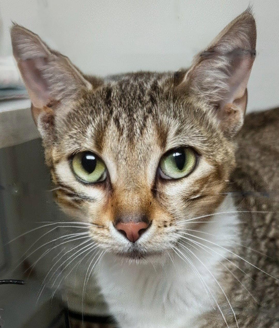 Dorinda 9.28.25, Adoptable, Young Female Domestic Short Hair.