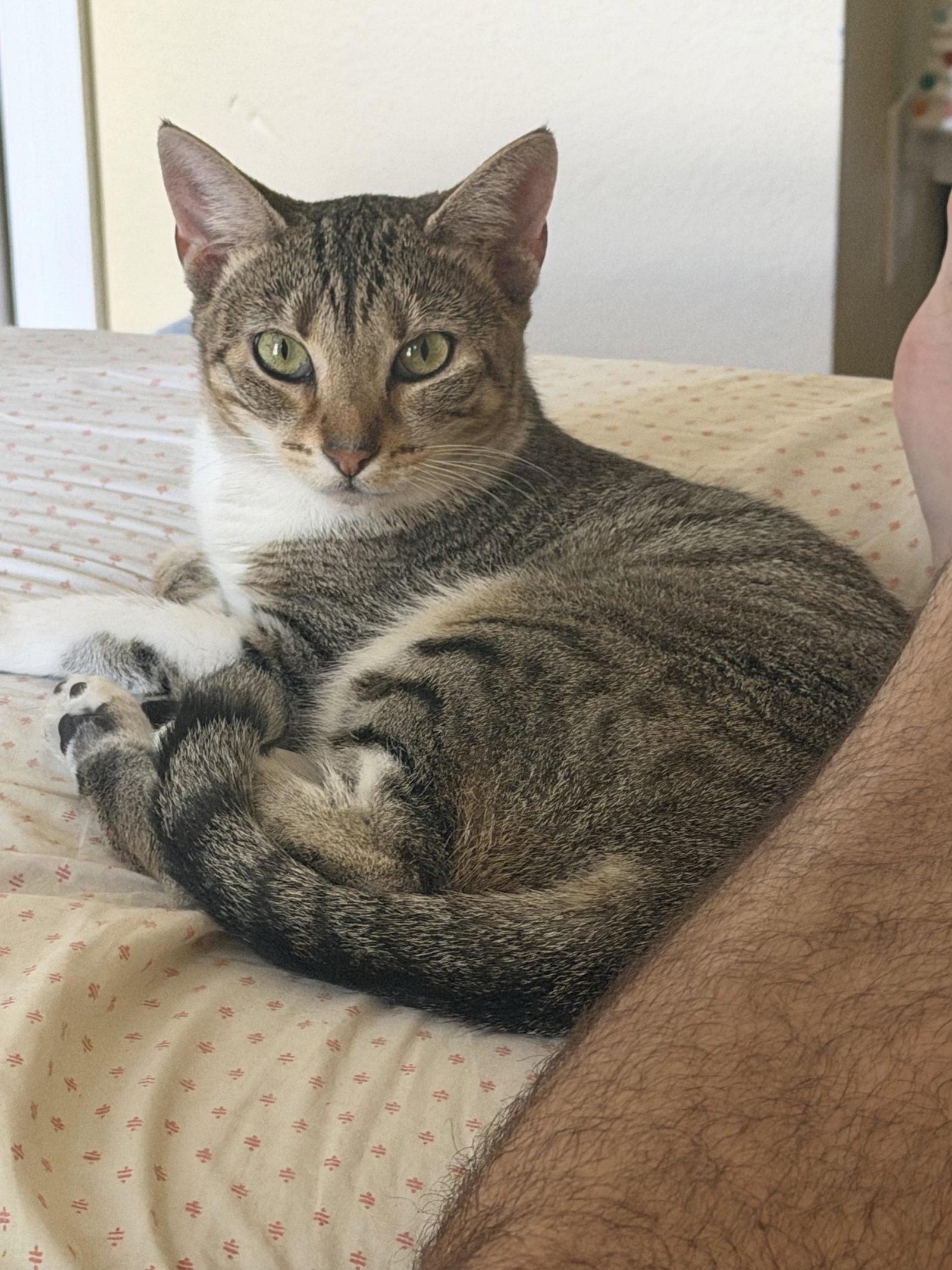 Enlarge Dorinda 9.28.25, a Adoptable Domestic Short Hair in Apopka, FL image 2/2