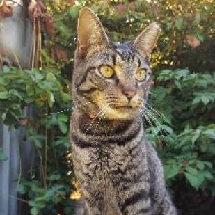 Enlarge Benny, a Adoptable Domestic Short Hair in Havre de Grace, MD image 1/3