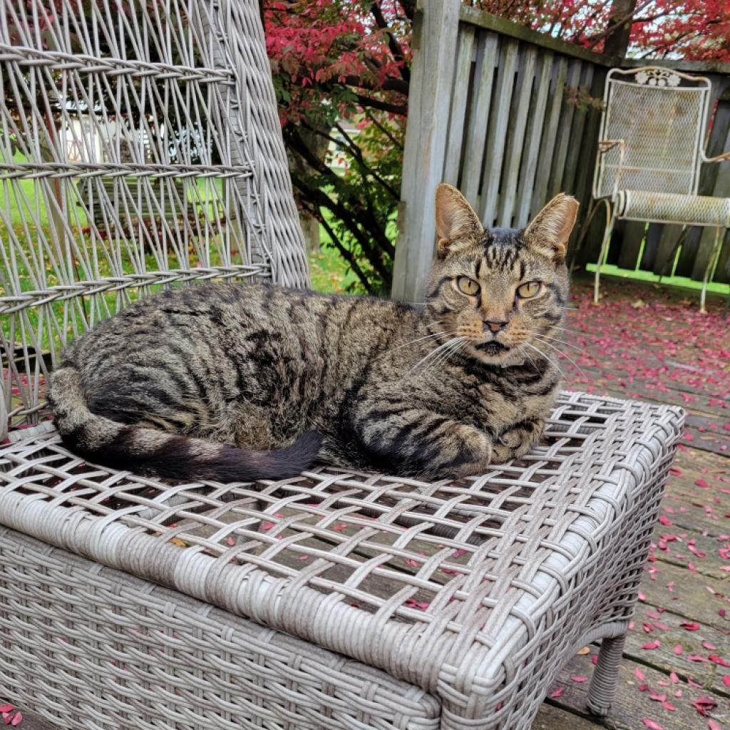 Enlarge Benny, a Adoptable Domestic Short Hair in Havre de Grace, MD image 3/3