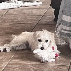 Enlarge Gigi, a Adoptable mixed breed in Gilbert, AZ image 4/5
