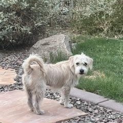 Enlarge Gigi, a Adoptable mixed breed in Gilbert, AZ image 5/5