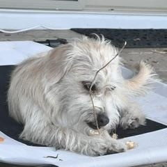 Enlarge Gigi, a Adoptable mixed breed in Gilbert, AZ image 3/5
