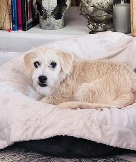 Enlarge Gigi, a Adoptable mixed breed in Gilbert, AZ image 2/5