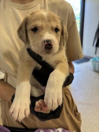 Enlarge Leonard, a Adoptable mixed breed in Conway, AR image 1/1