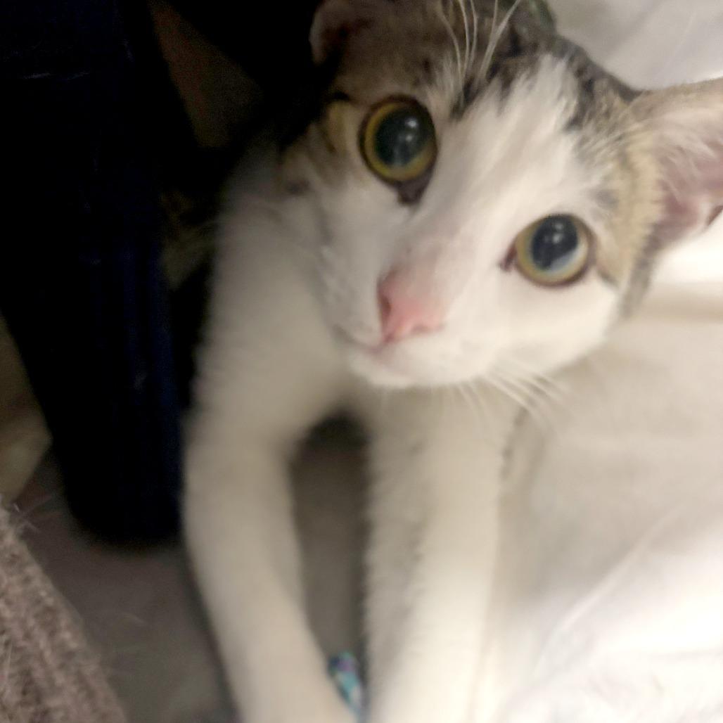 Tulane — thumbnail 4