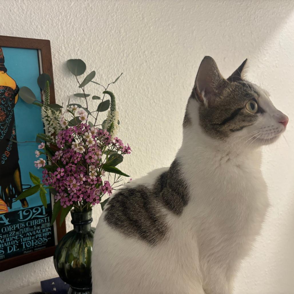 Tulane — thumbnail 5