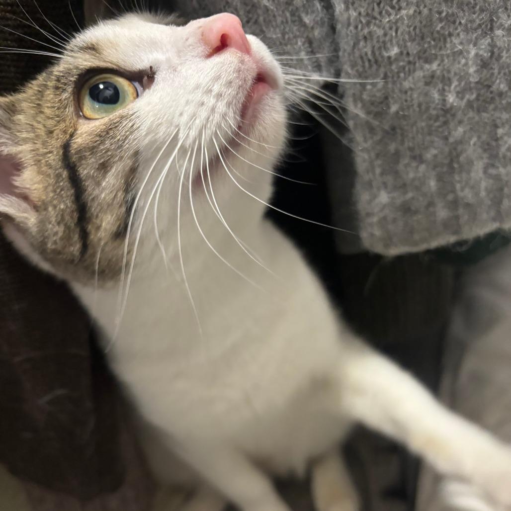 Tulane — thumbnail 6