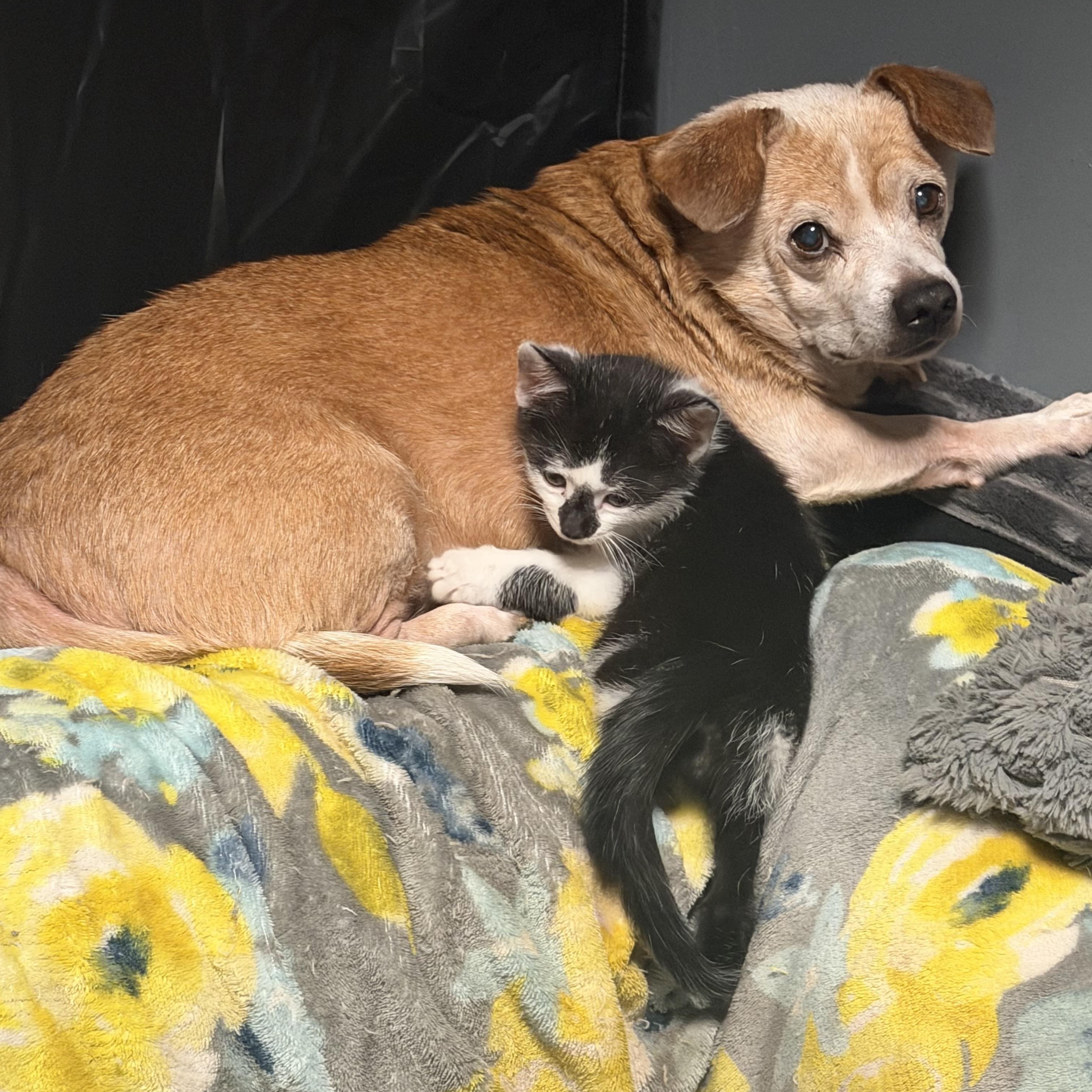 Archie, ADOPTABLE, Senior Male Chihuahua & Jack Russell Terrier.