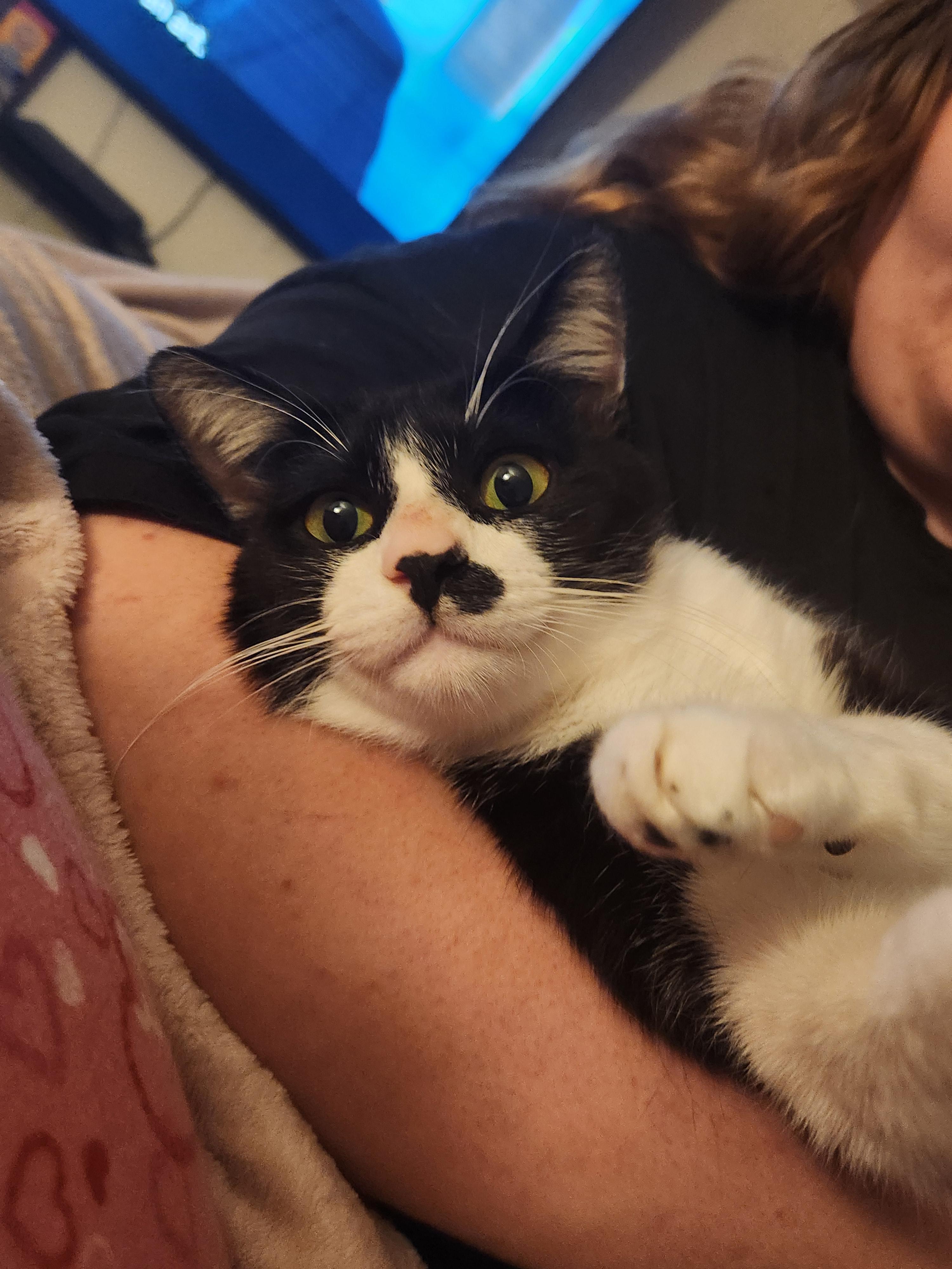 Ozzy, a ADOPTABLE Domestic Short Hair in Mount Pleasant, TX image 5/5