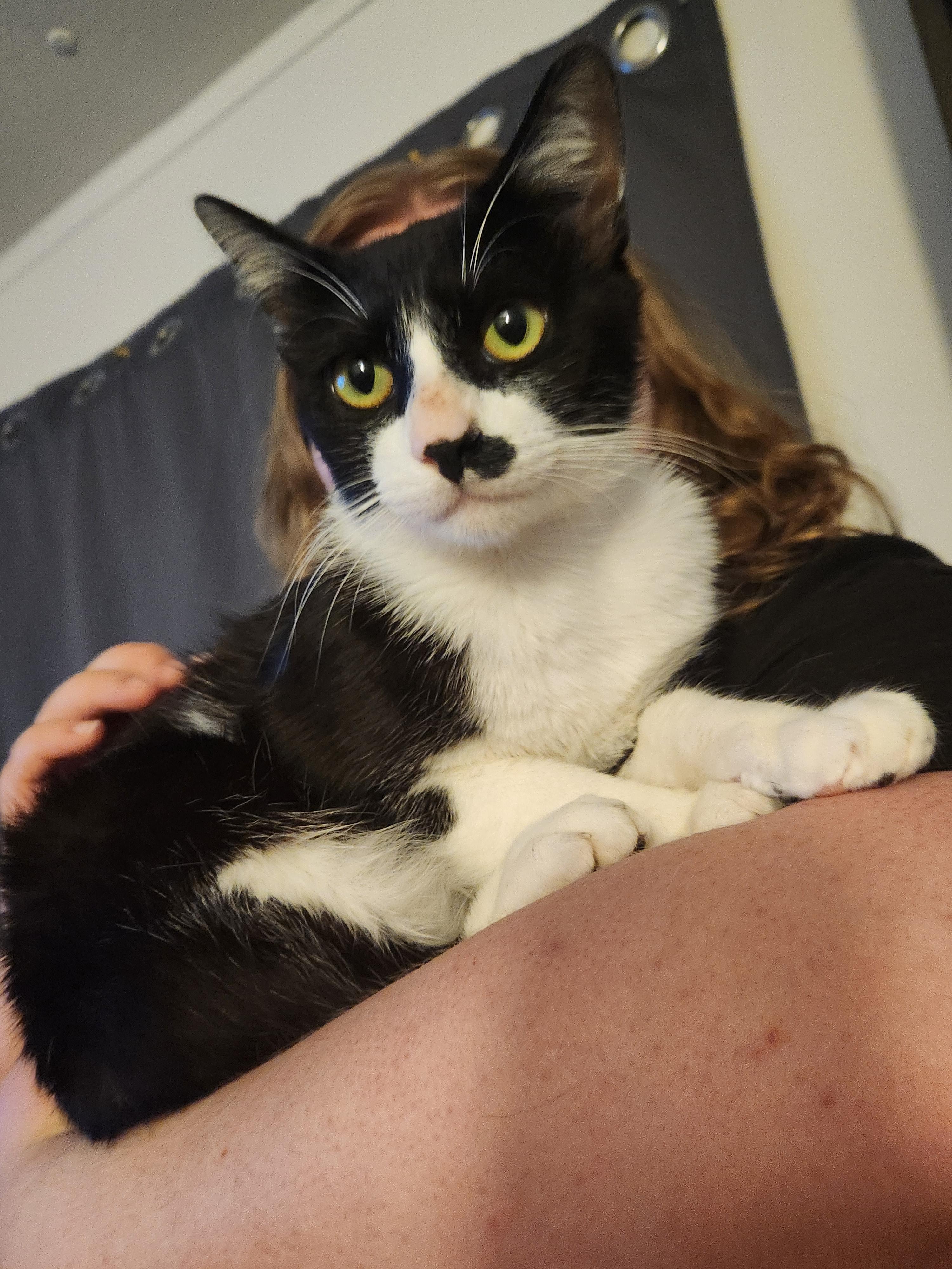 Ozzy, ADOPTABLE, Adult Male Domestic Short Hair.
