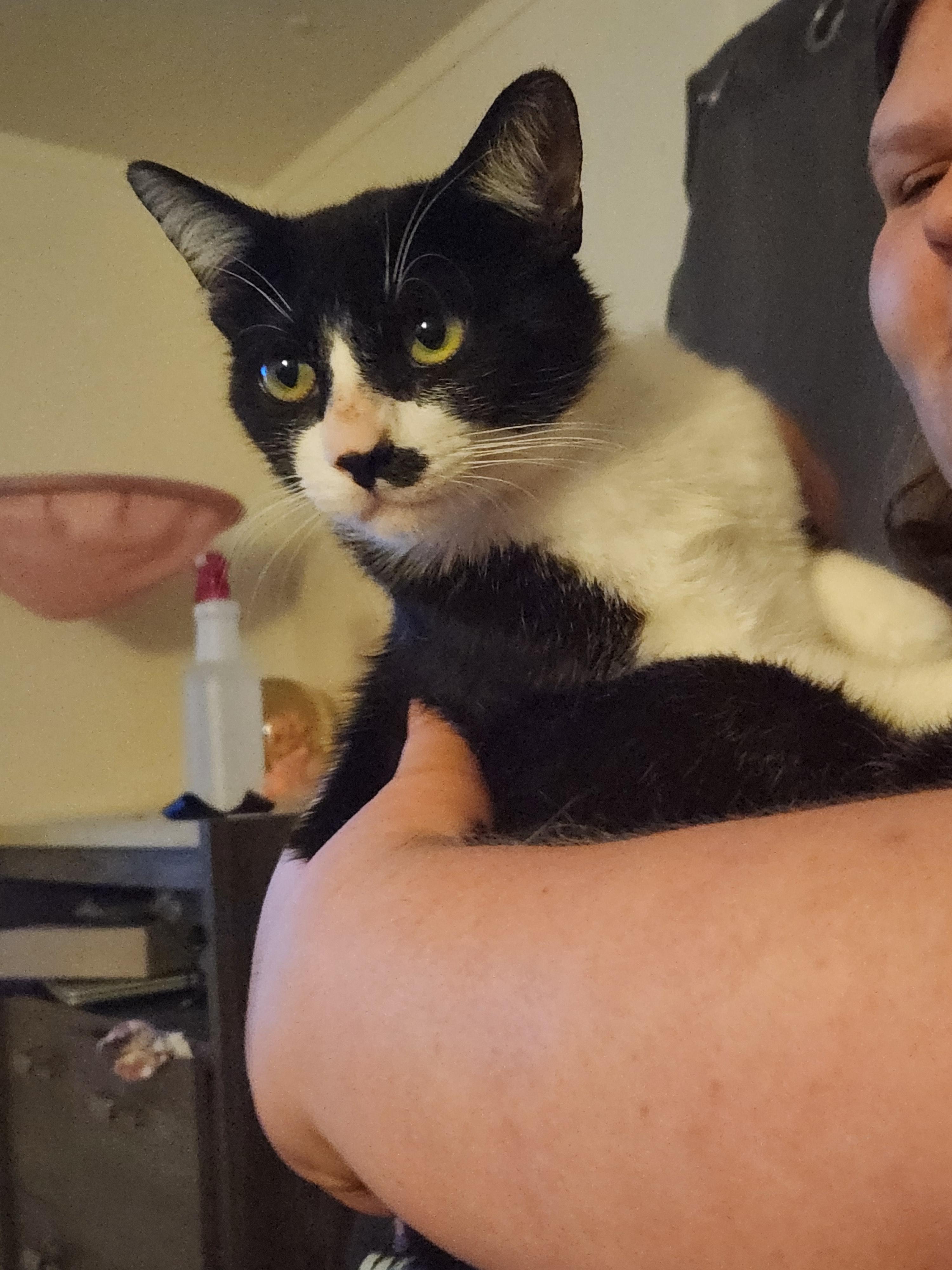 Ozzy, a ADOPTABLE Domestic Short Hair in Mount Pleasant, TX image 4/5