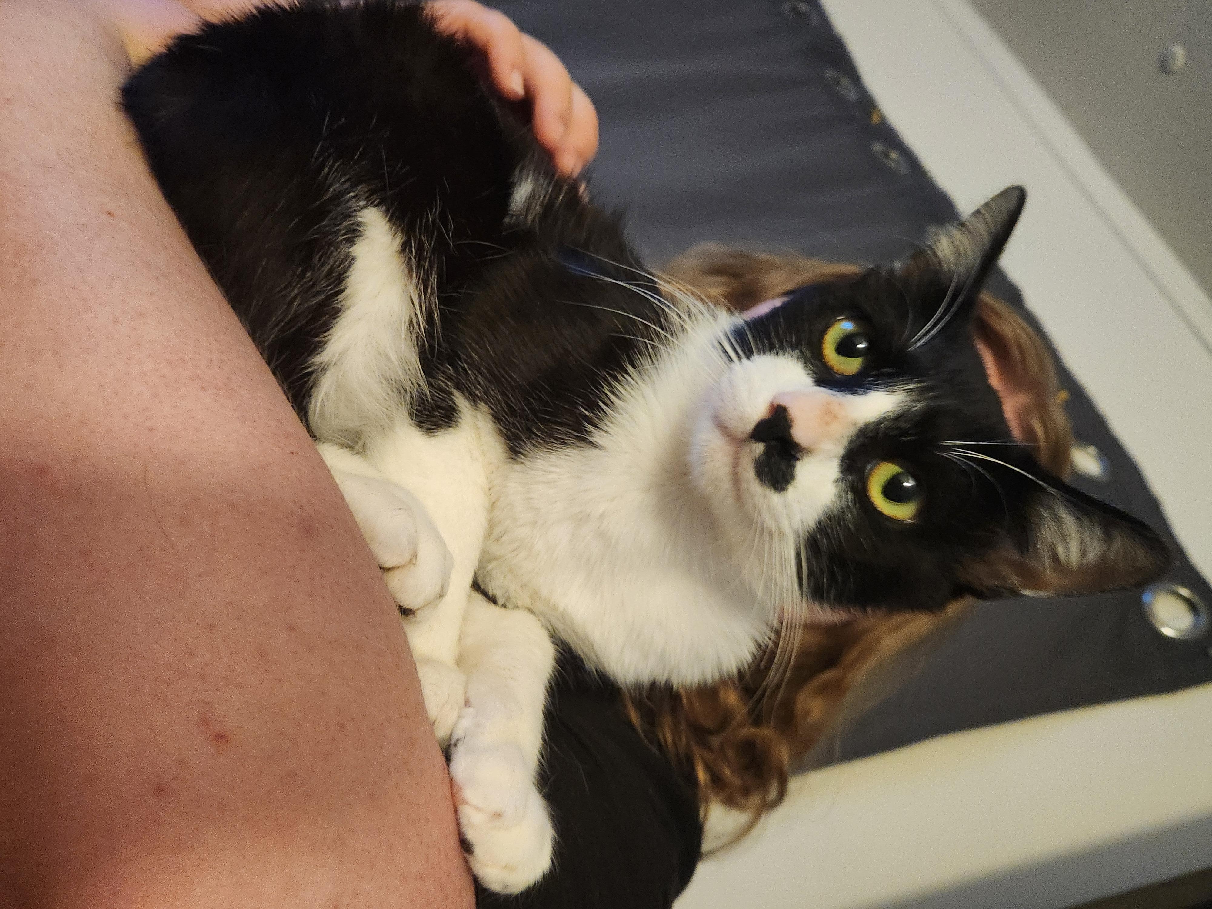 Ozzy, Adoptable, Adult Male Domestic Short Hair.