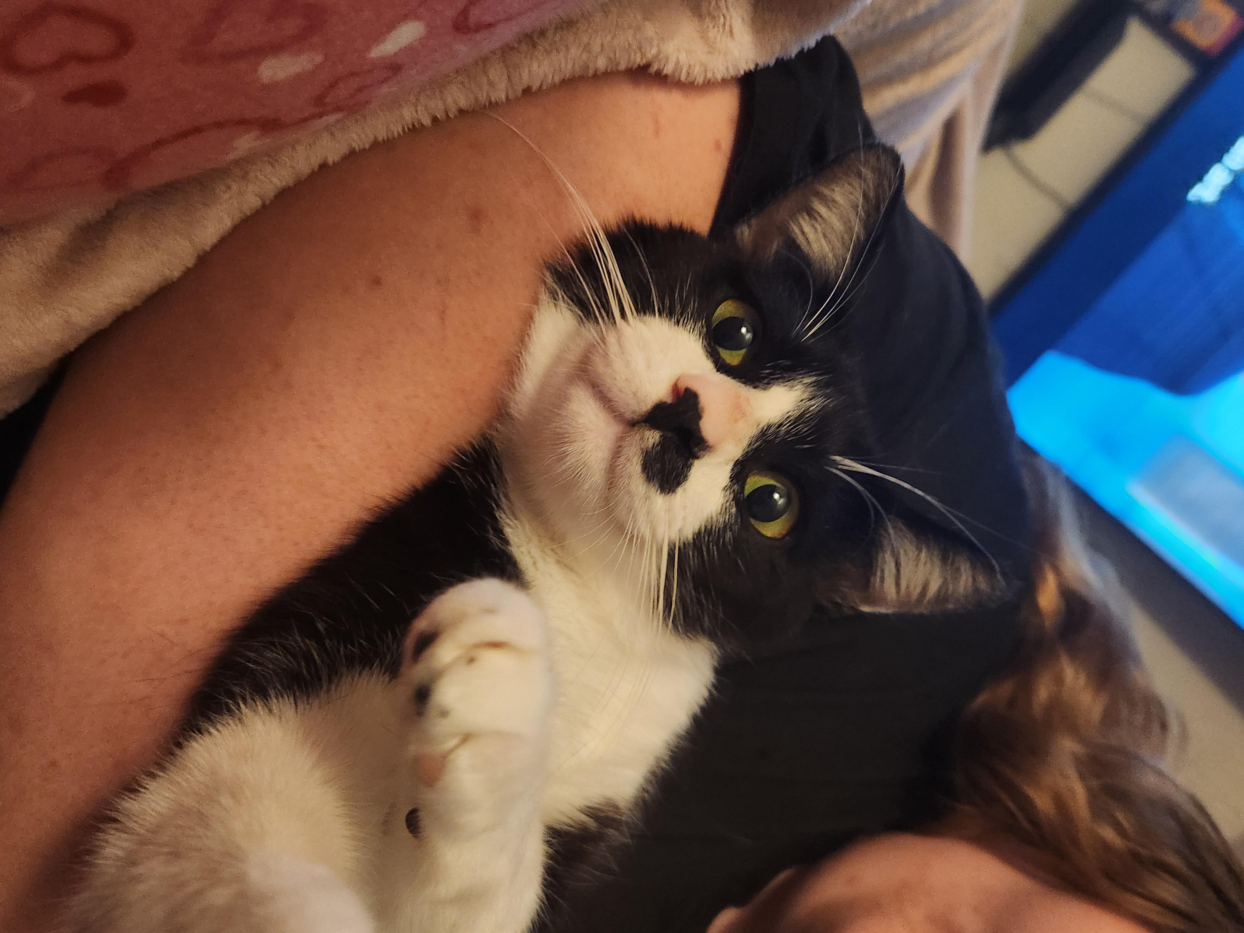 Enlarge Ozzy, a Adoptable Domestic Short Hair in Mount Pleasant, TX image 2/5