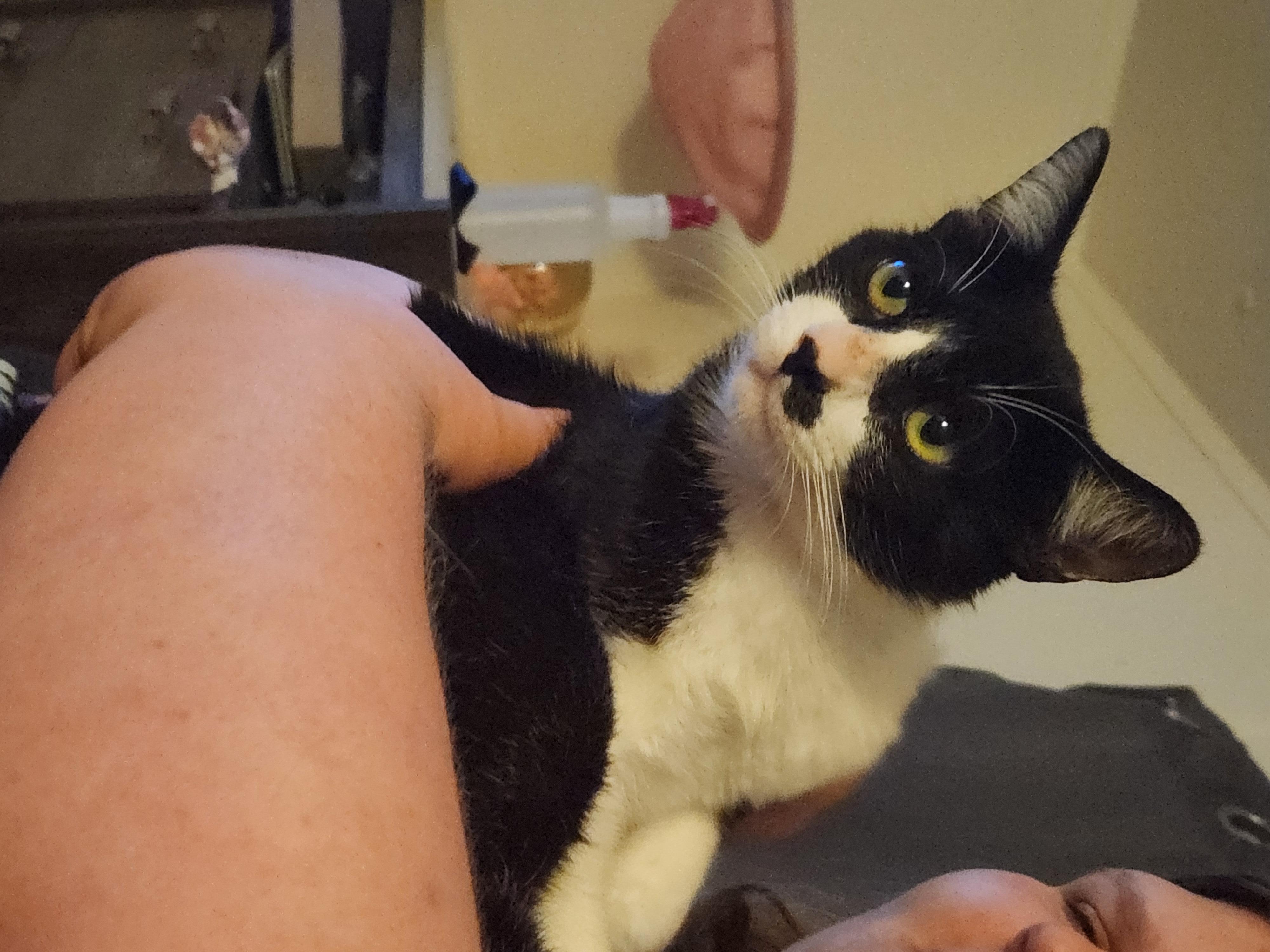 Enlarge Ozzy, a Adoptable Domestic Short Hair in Mount Pleasant, TX image 3/5