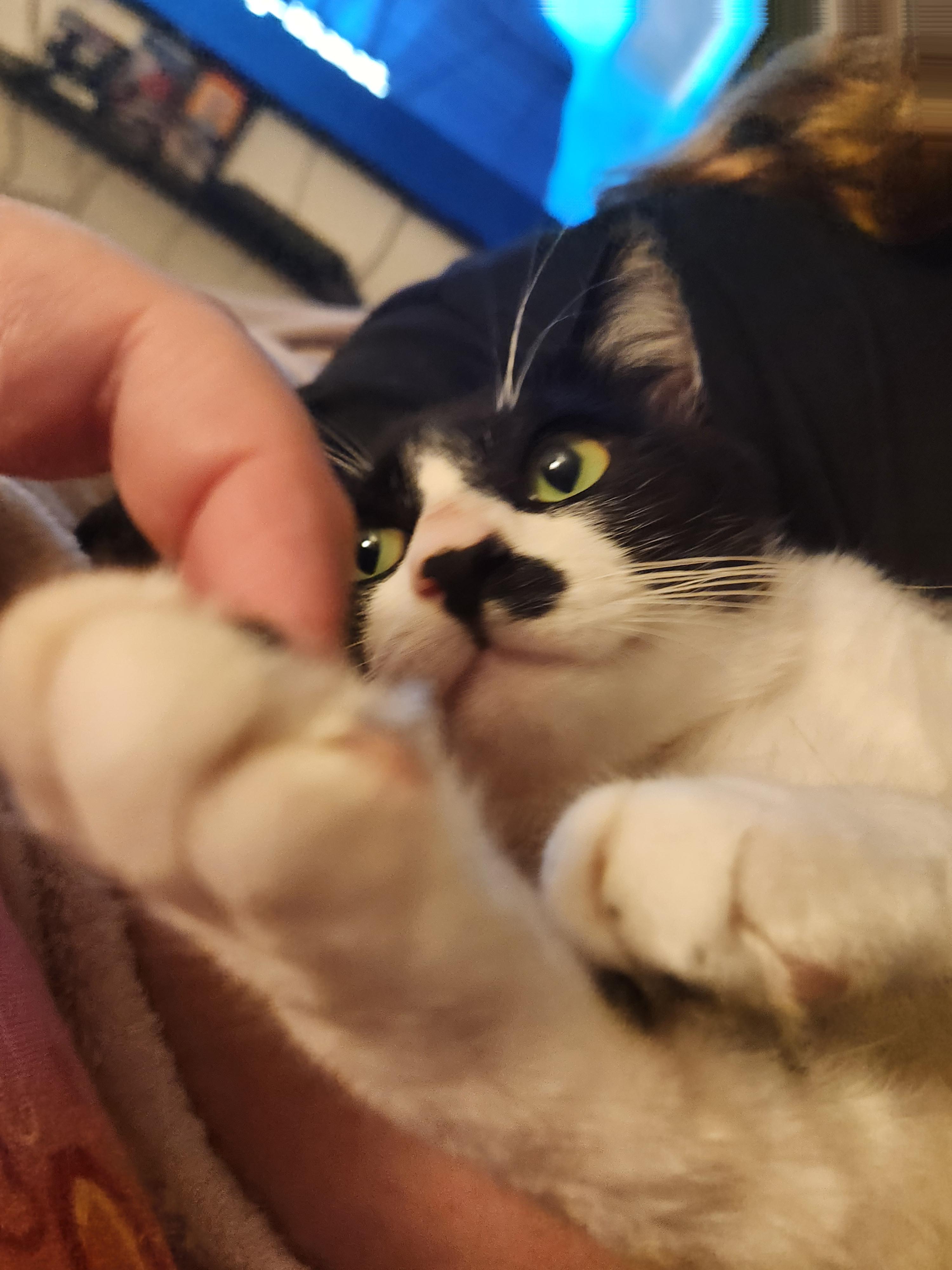 Ozzy, a ADOPTABLE Domestic Short Hair in Mount Pleasant, TX image 3/5