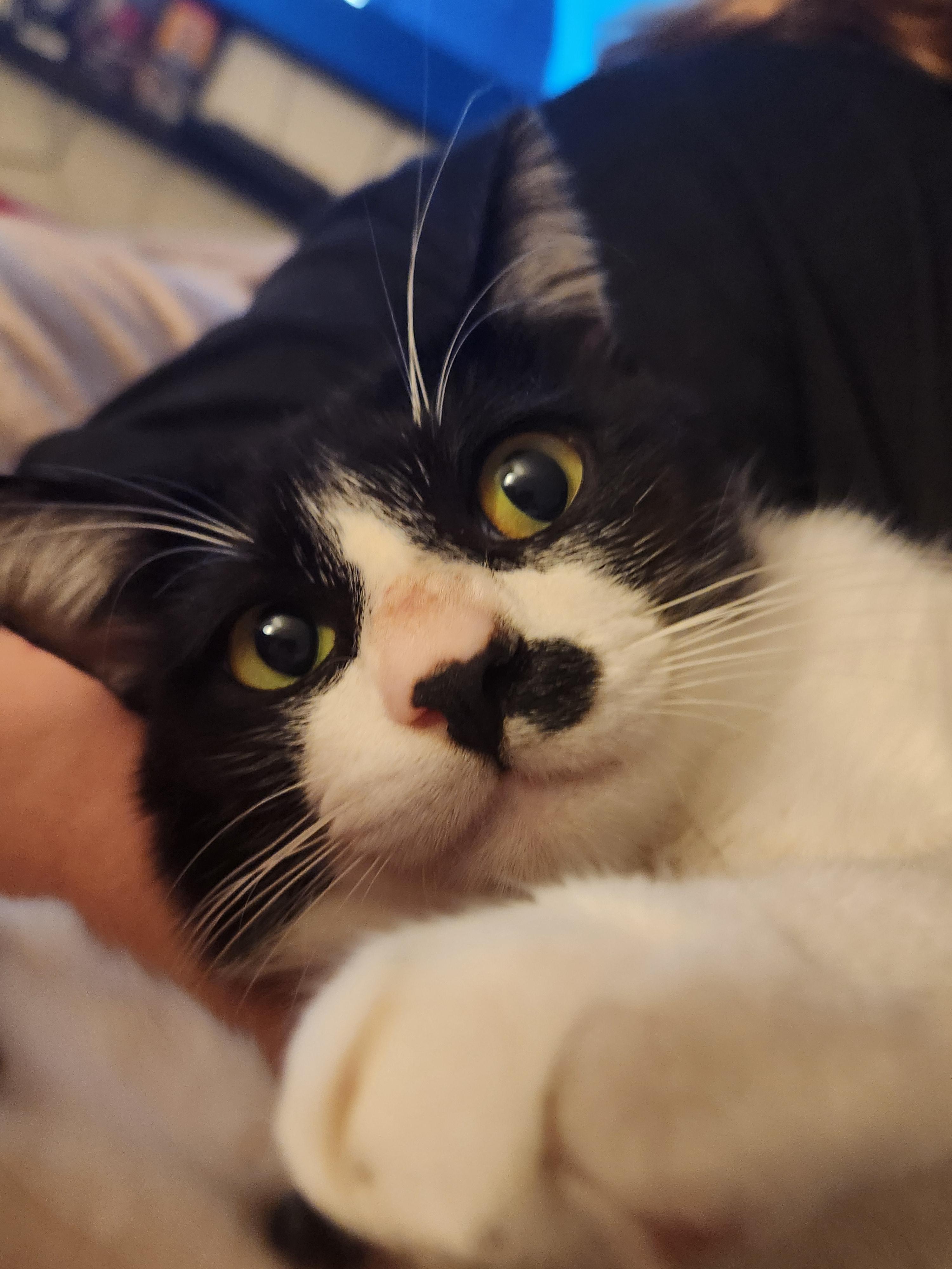 Ozzy, a ADOPTABLE Domestic Short Hair in Mount Pleasant, TX image 2/5