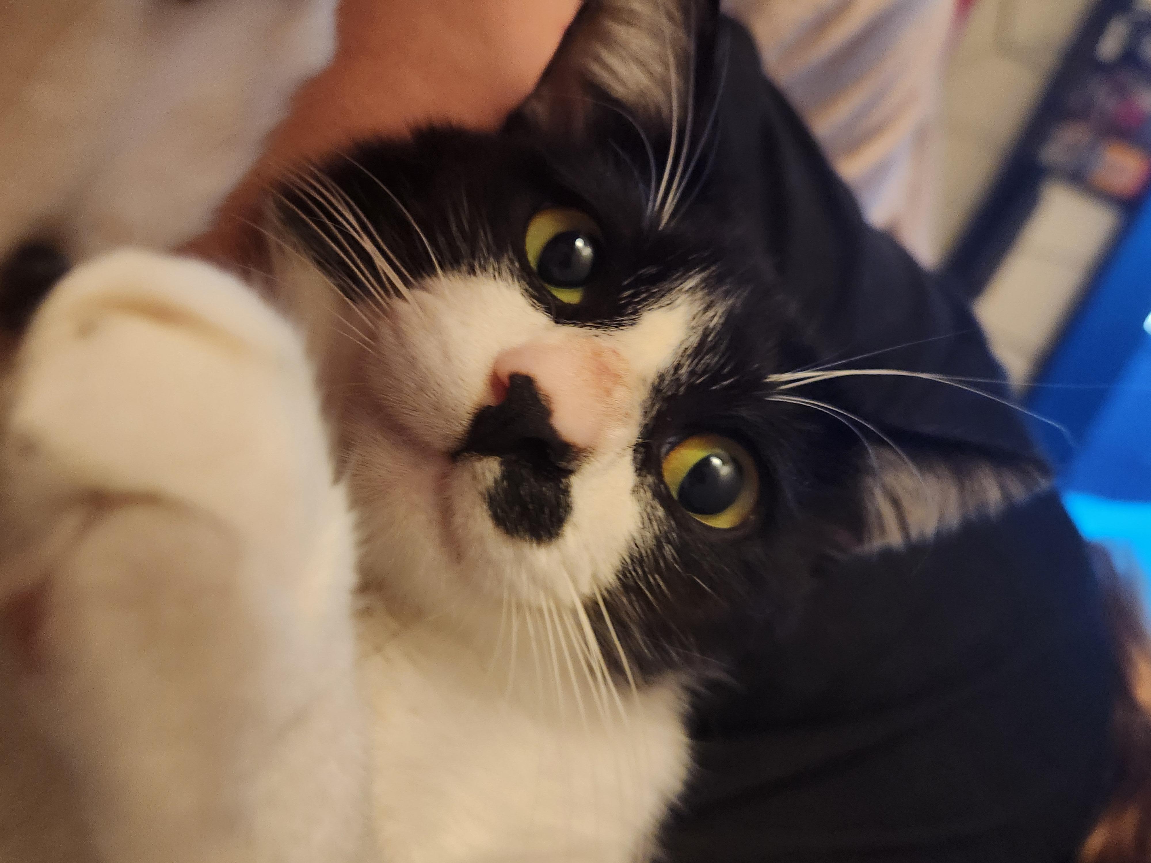 Enlarge Ozzy, a Adoptable Domestic Short Hair in Mount Pleasant, TX image 5/5